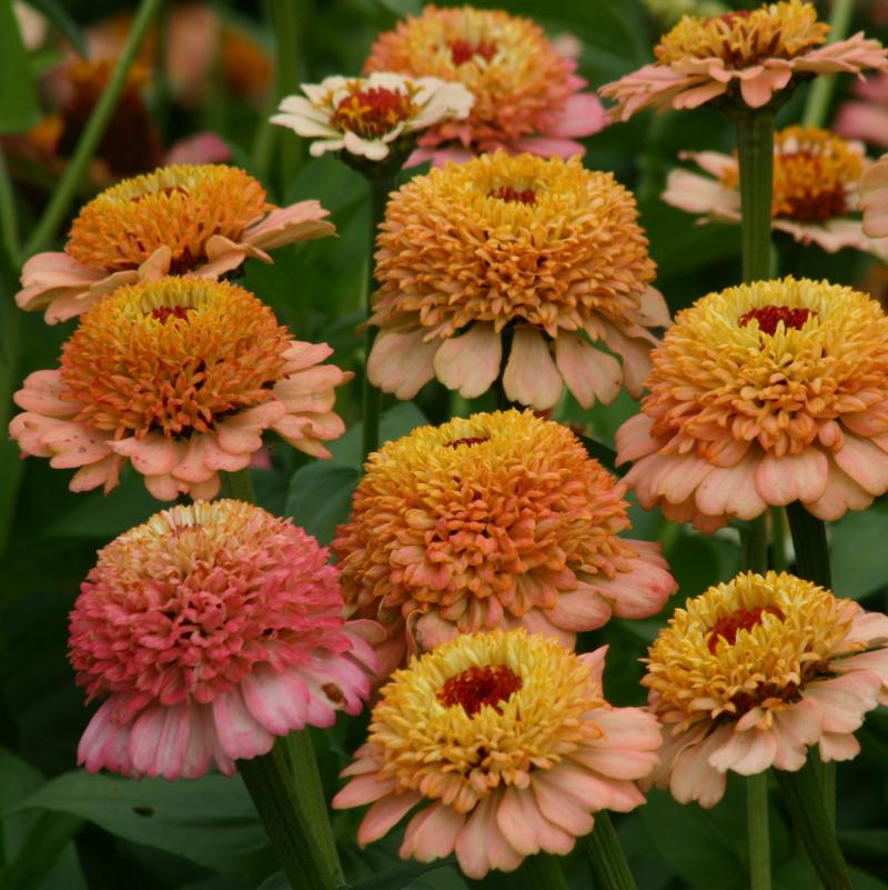 Zinnia e. Zinderella Peach , циния Циндарела праскова - (209)